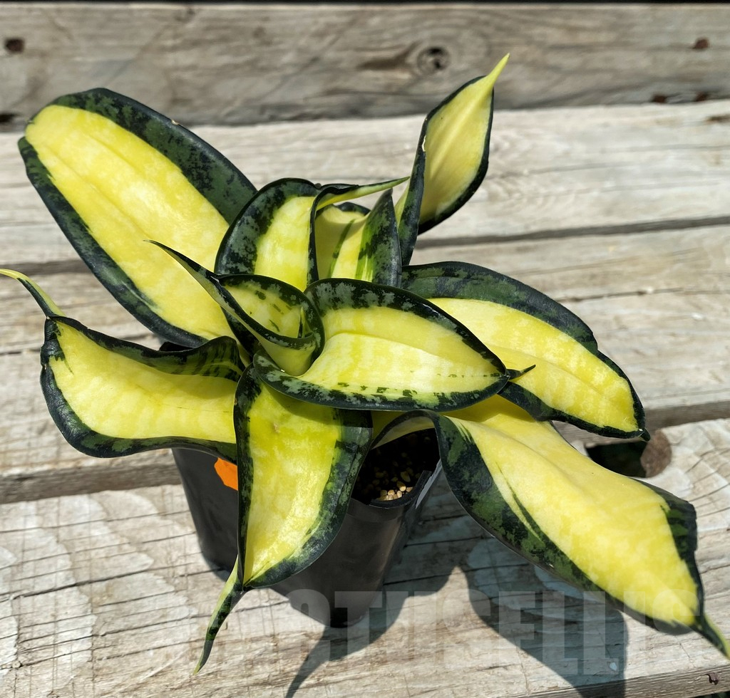 SH10825 Sansevieria 'Golden Wendy' - Image 2