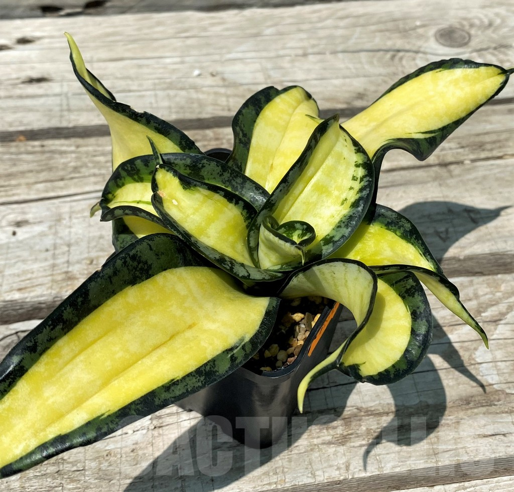 SH10825 Sansevieria 'Golden Wendy'