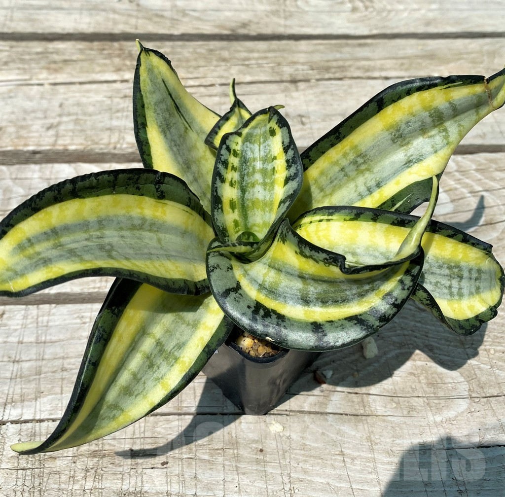 SH10826 Sansevieria 'Golden Wendy'