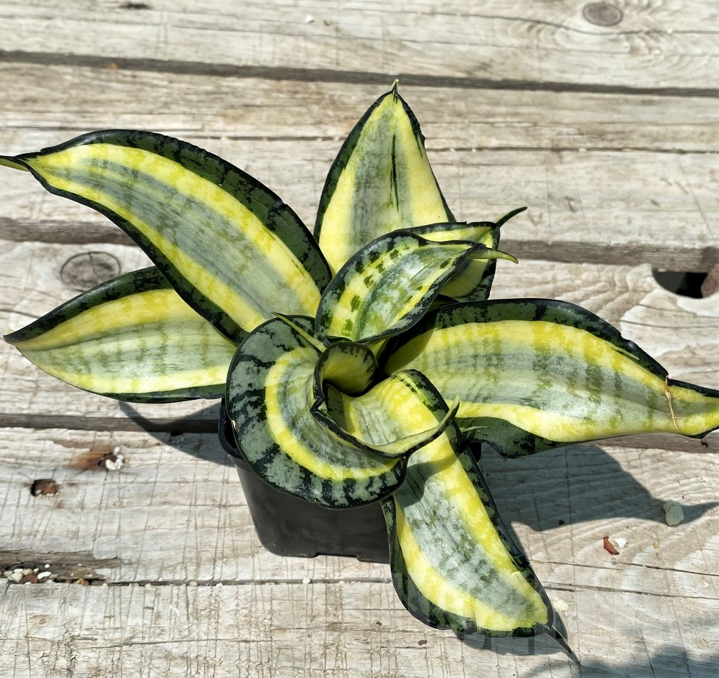 SH10826 Sansevieria 'Golden Wendy' - Image 2