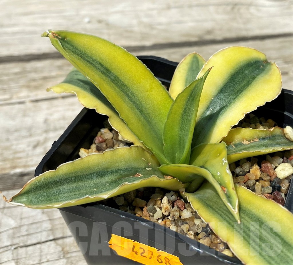 SH10838 Sansevieria 'Katana' - Image 2