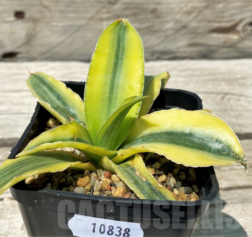 SH10838 Sansevieria 'Katana'