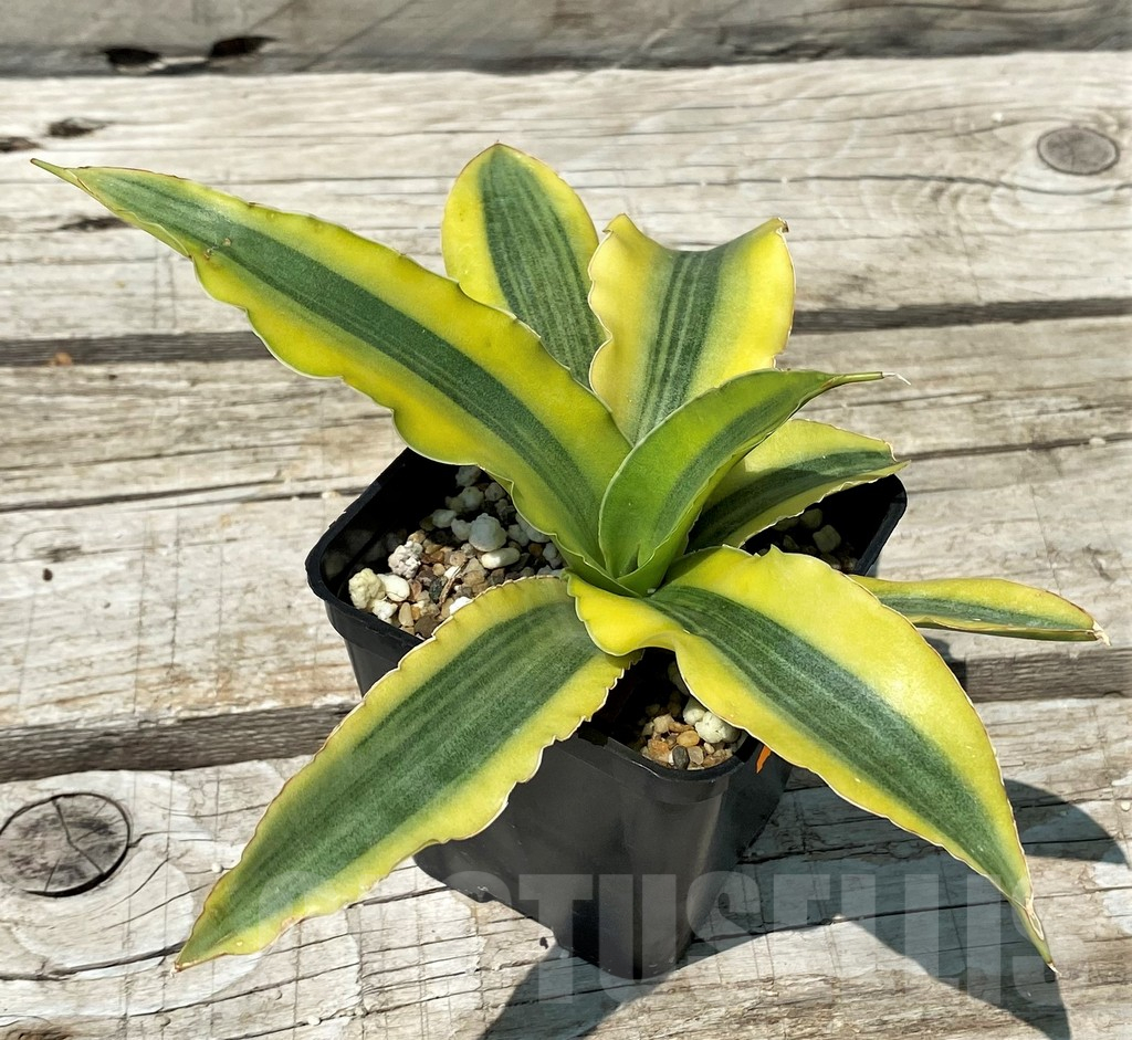 SH10839 Sansevieria 'Katana' - Image 3