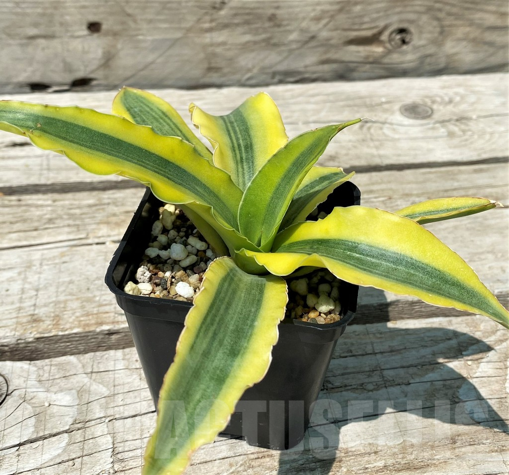 SH10839 Sansevieria 'Katana' - Image 2