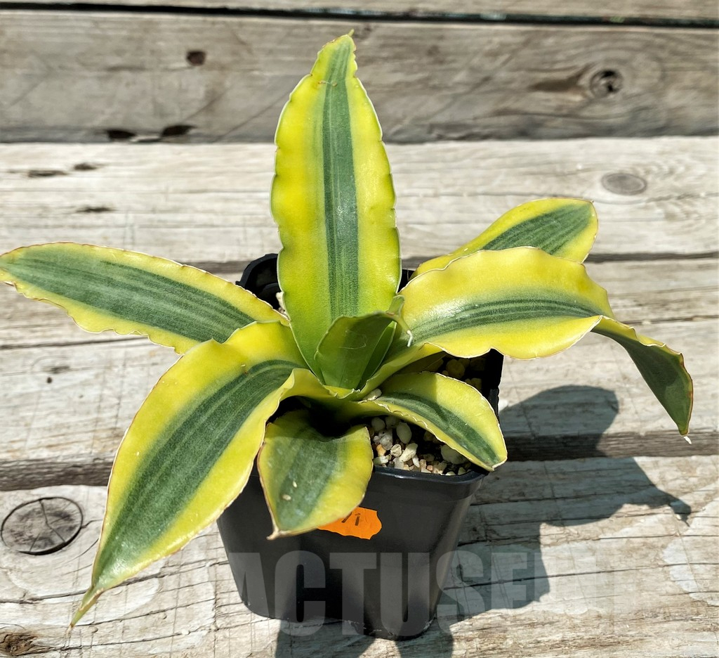 SH10839 Sansevieria 'Katana'