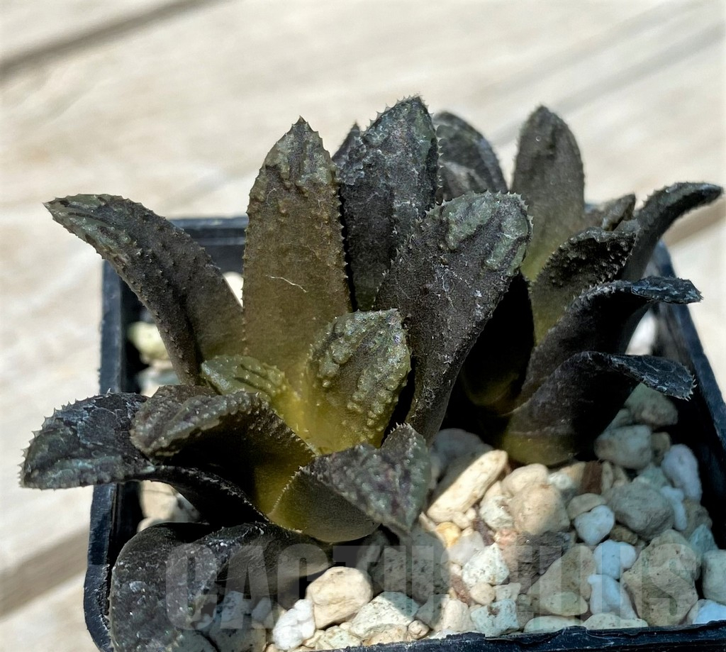 SH10851 Haworthia 'Oniyome' - Image 2