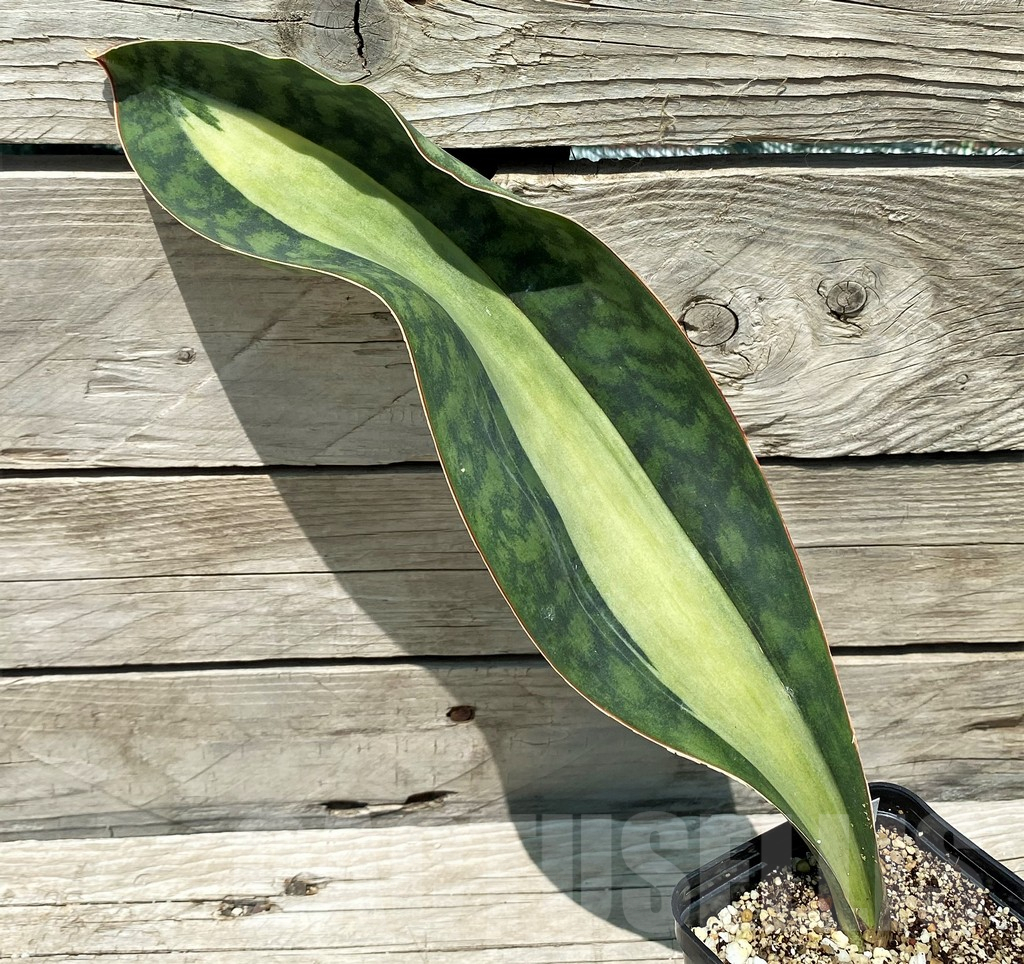 SH10801 Sansevieria ‘Masoniana’ mediopicta