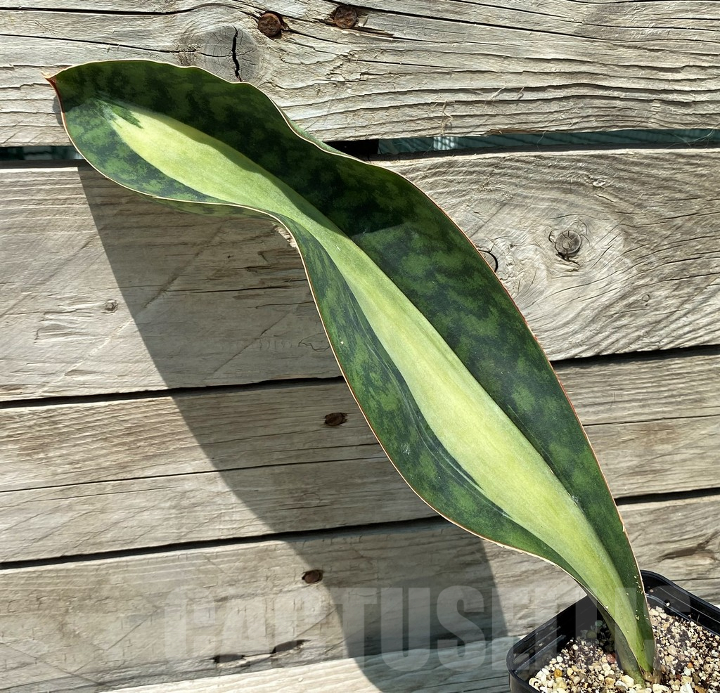 SH10801 Sansevieria ‘Masoniana’ mediopicta - Image 2