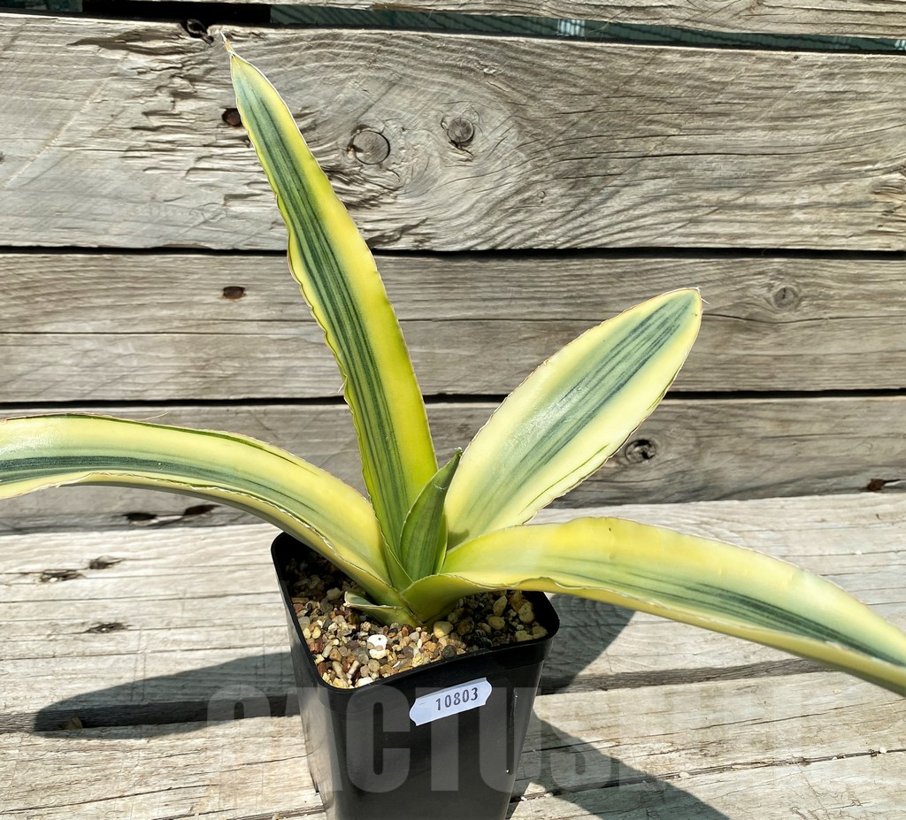 SH10803 Sansevieria 'Katana'