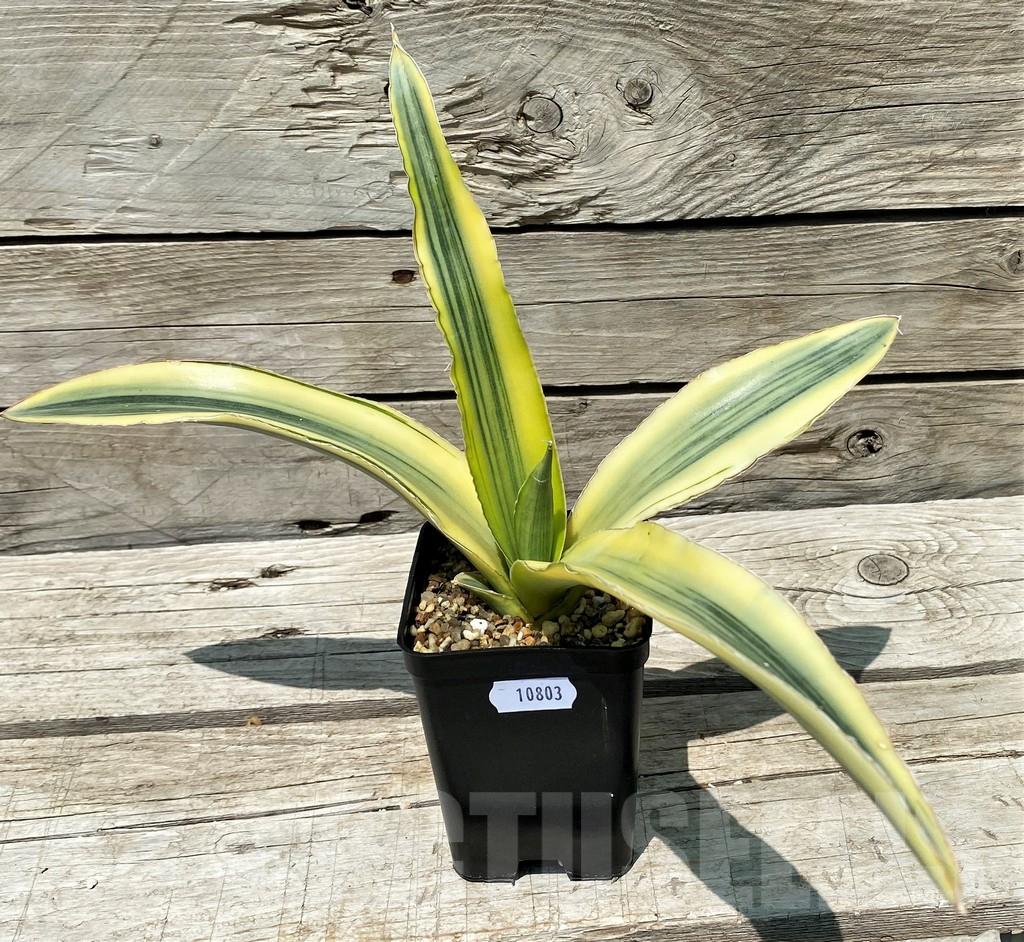 SH10803 Sansevieria 'Katana' - Image 2