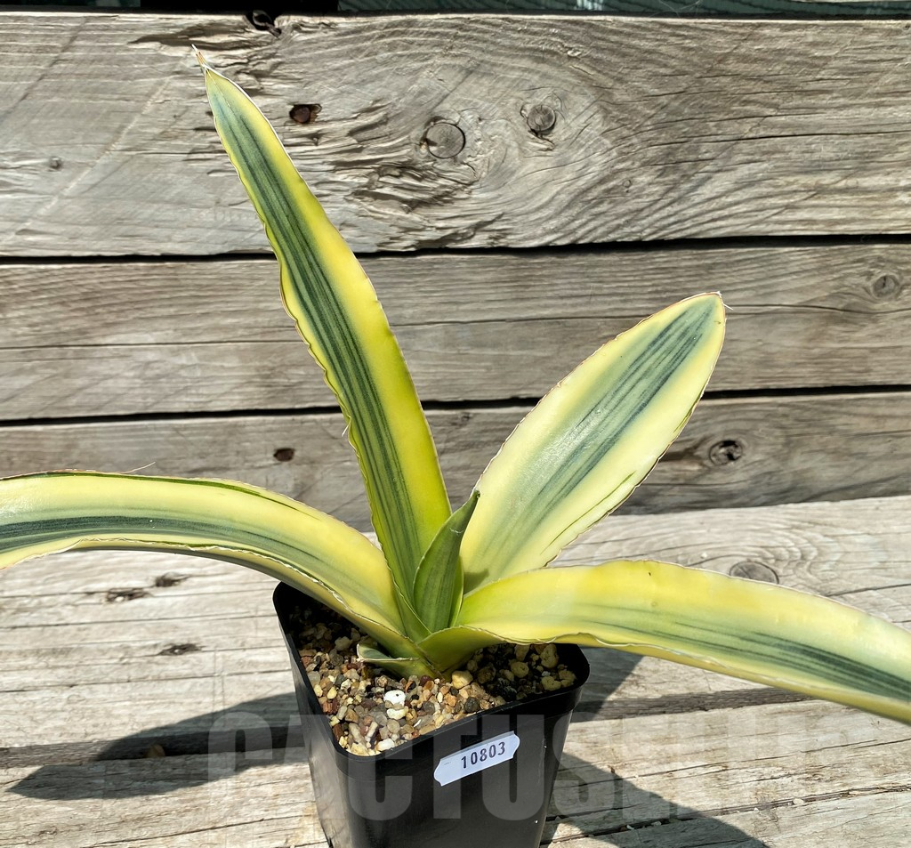 SH10803 Sansevieria 'Katana' - Image 3