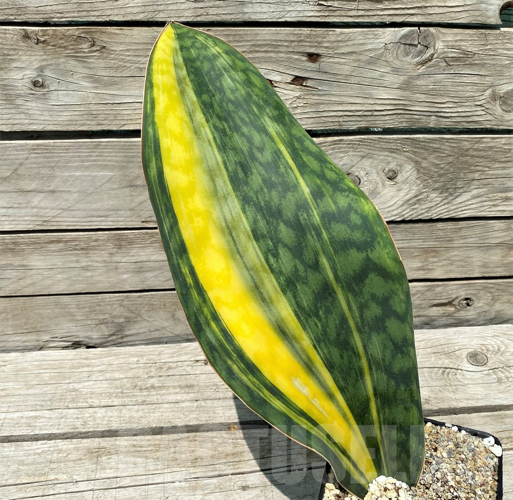 SH10805 Sansevieria Masoniana Yellow f. variegata - Image 2
