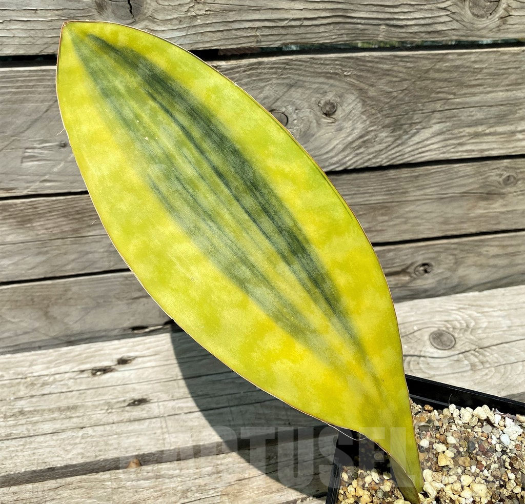 SH10806 Sansevieria Masoniana Yellow f. variegata - Image 2