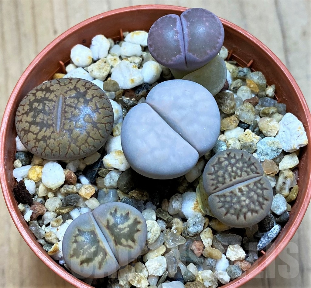 SH10992 Lithops mix
