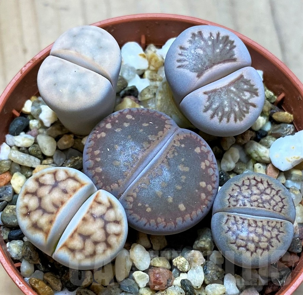 SH10993 Lithops mix