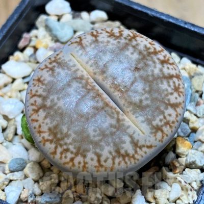 SH10998 Lithops pseudotruncatella