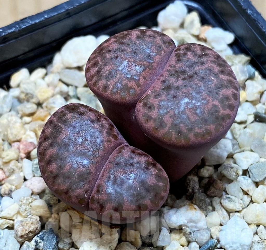 SH10999 Lithops bromfieldii v. glaudinae 'Embers' C393A