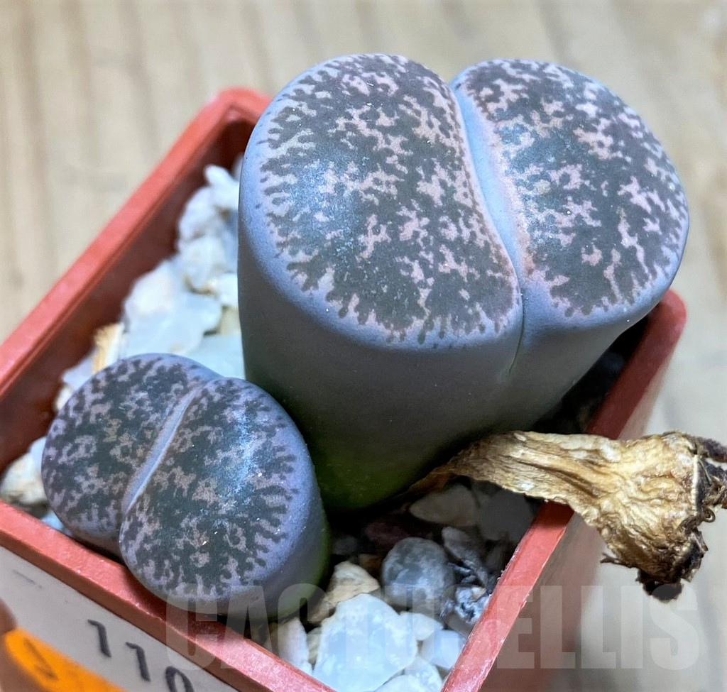 SH11005 Lithops lesliei f. grey C009, SH1740