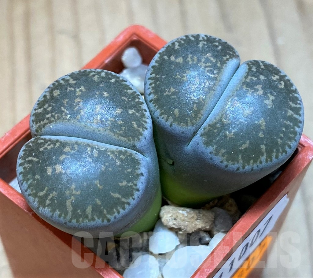 SH11007 Lithops lesliei f. grey C009, SH1740