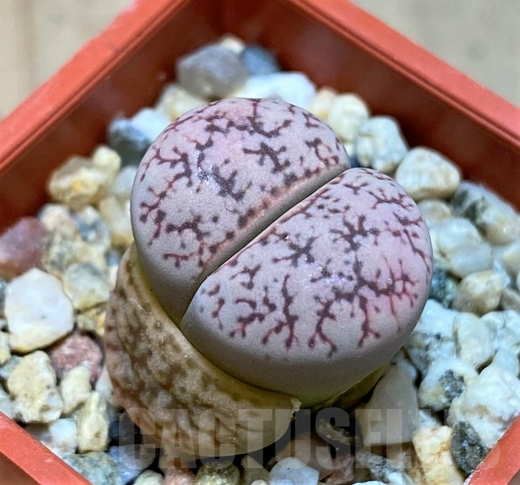 SH11009 Lithops 'Talisman' hybrid