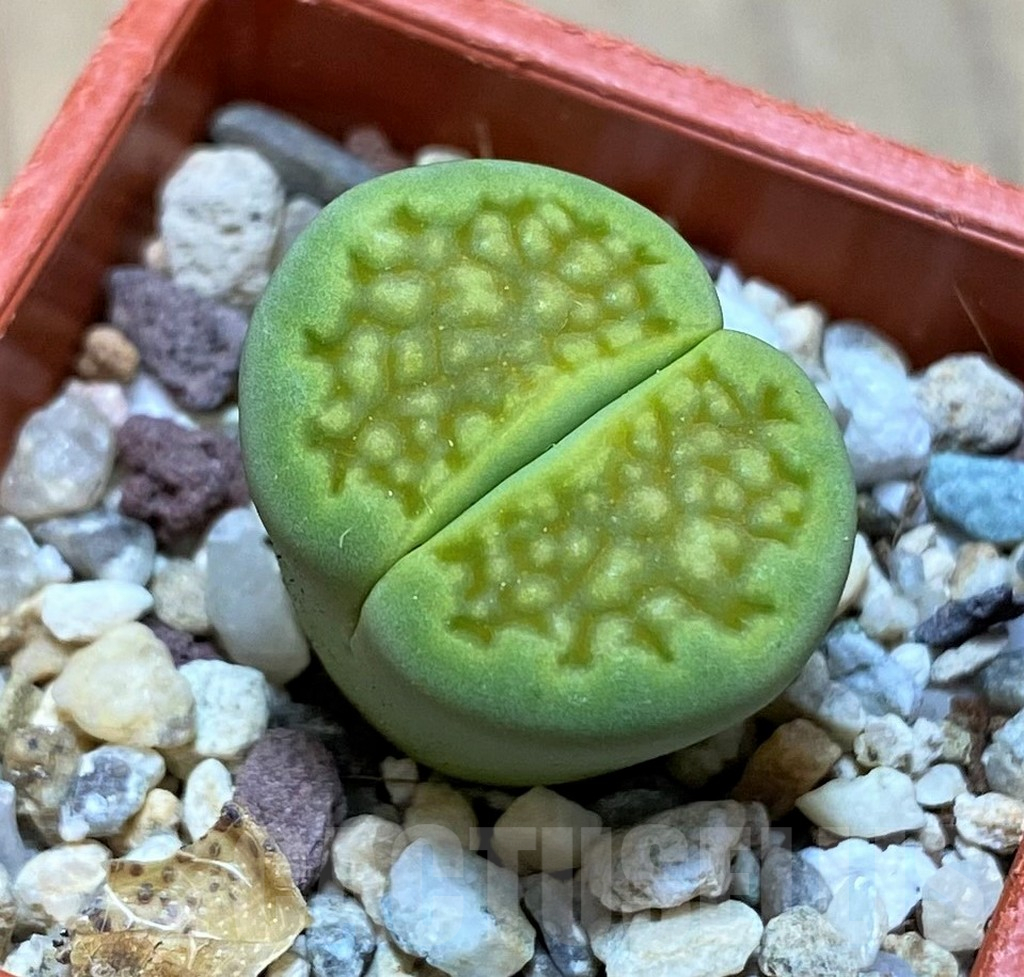 SH11010 Lithops hallii 'Green Soapstone'