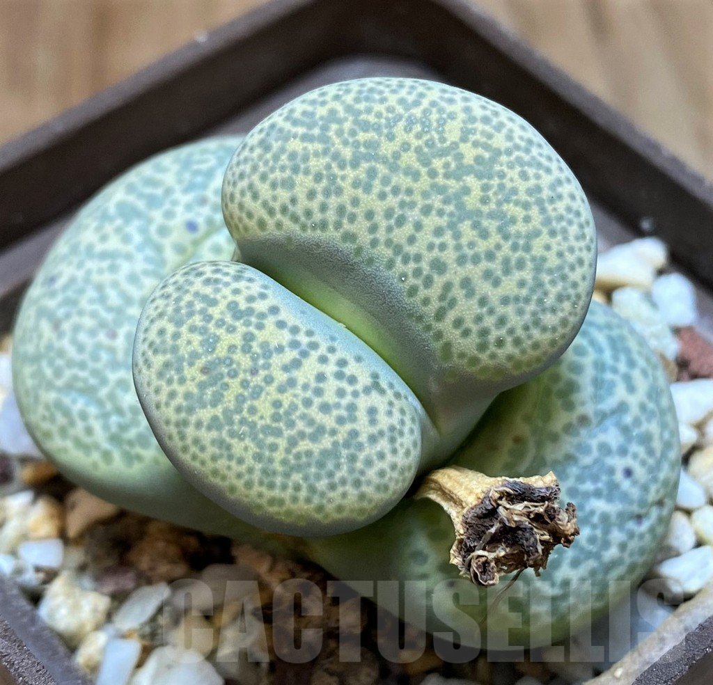 SH10996 Lithops terricolor C253