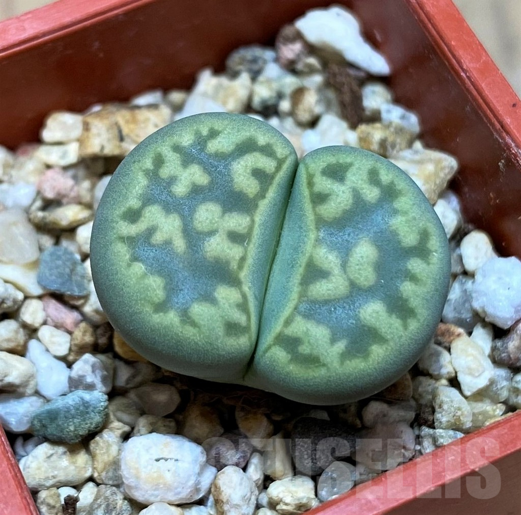 SH11004 Lithops bella ‘Green vermilion’