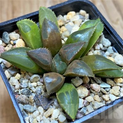 SH10965 Haworthia mirabilis 'Mundula'