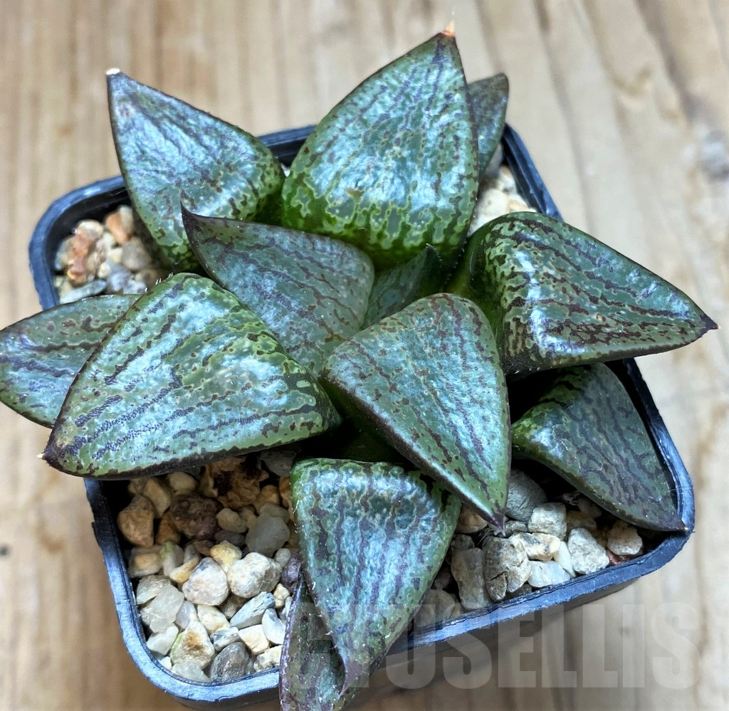 SH10966 Haworthia picta -Japan-