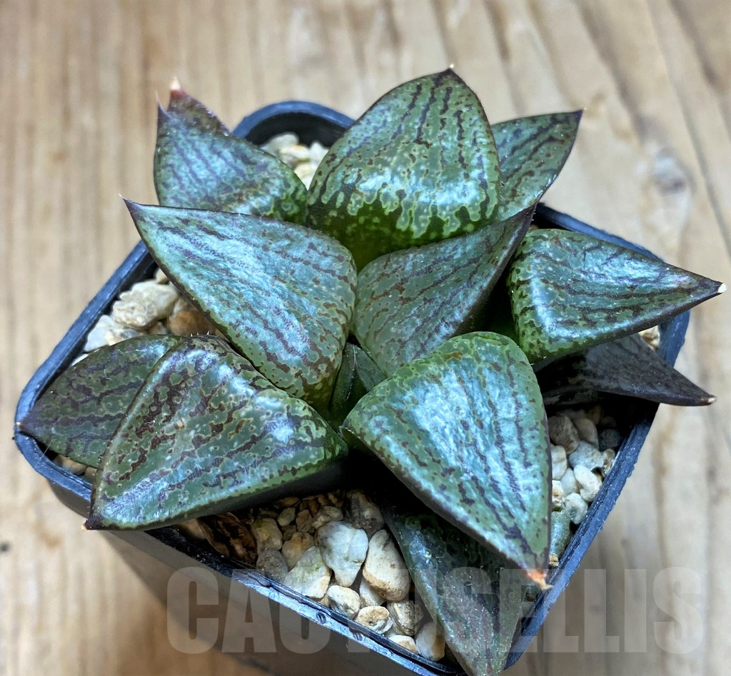 SH10966 Haworthia picta -Japan- - Image 2