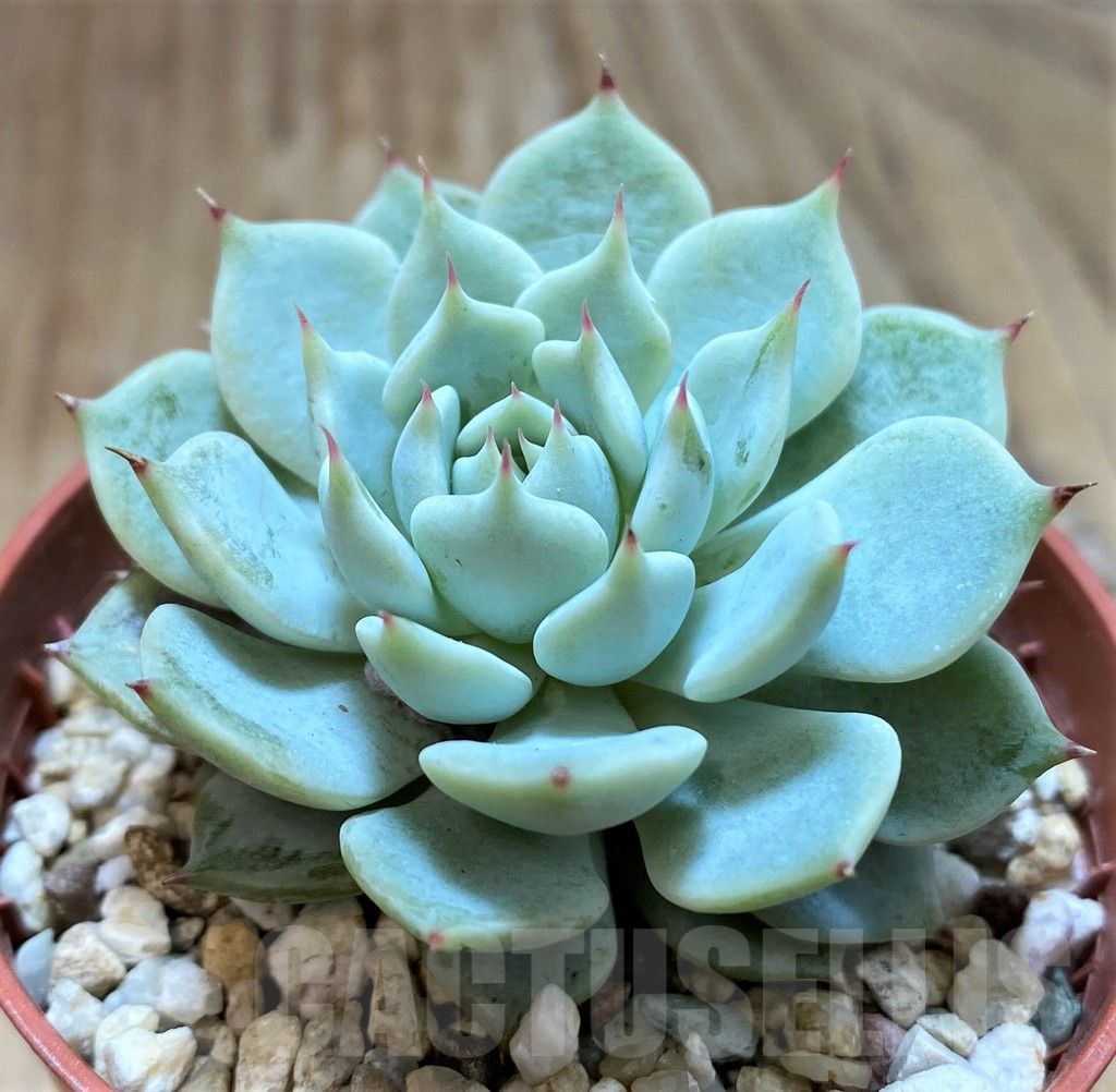 SH10956 Echeveria ‘Beatrice’ - Image 2