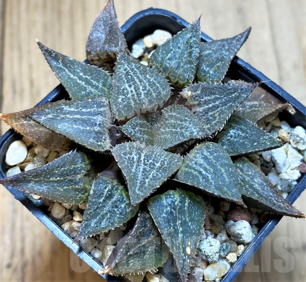 SH10968 Haworthia magnifica hybrid