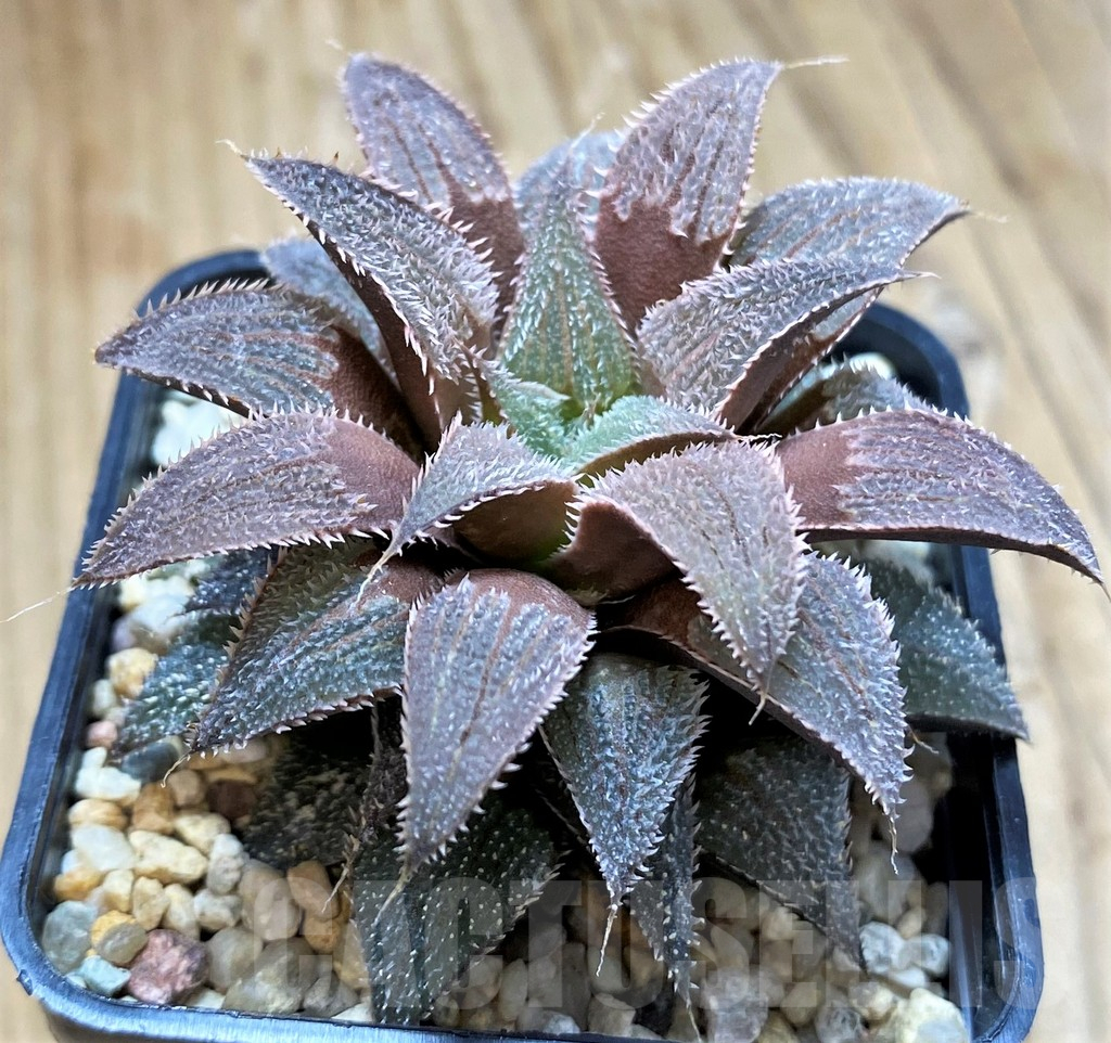 SH10970 Haworthia wimii hybrid -Japan- - Image 2