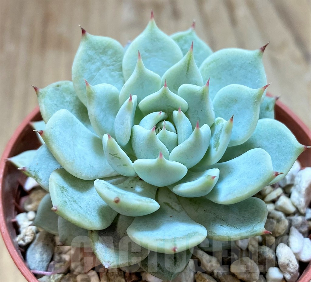 SH10956 Echeveria ‘Beatrice’