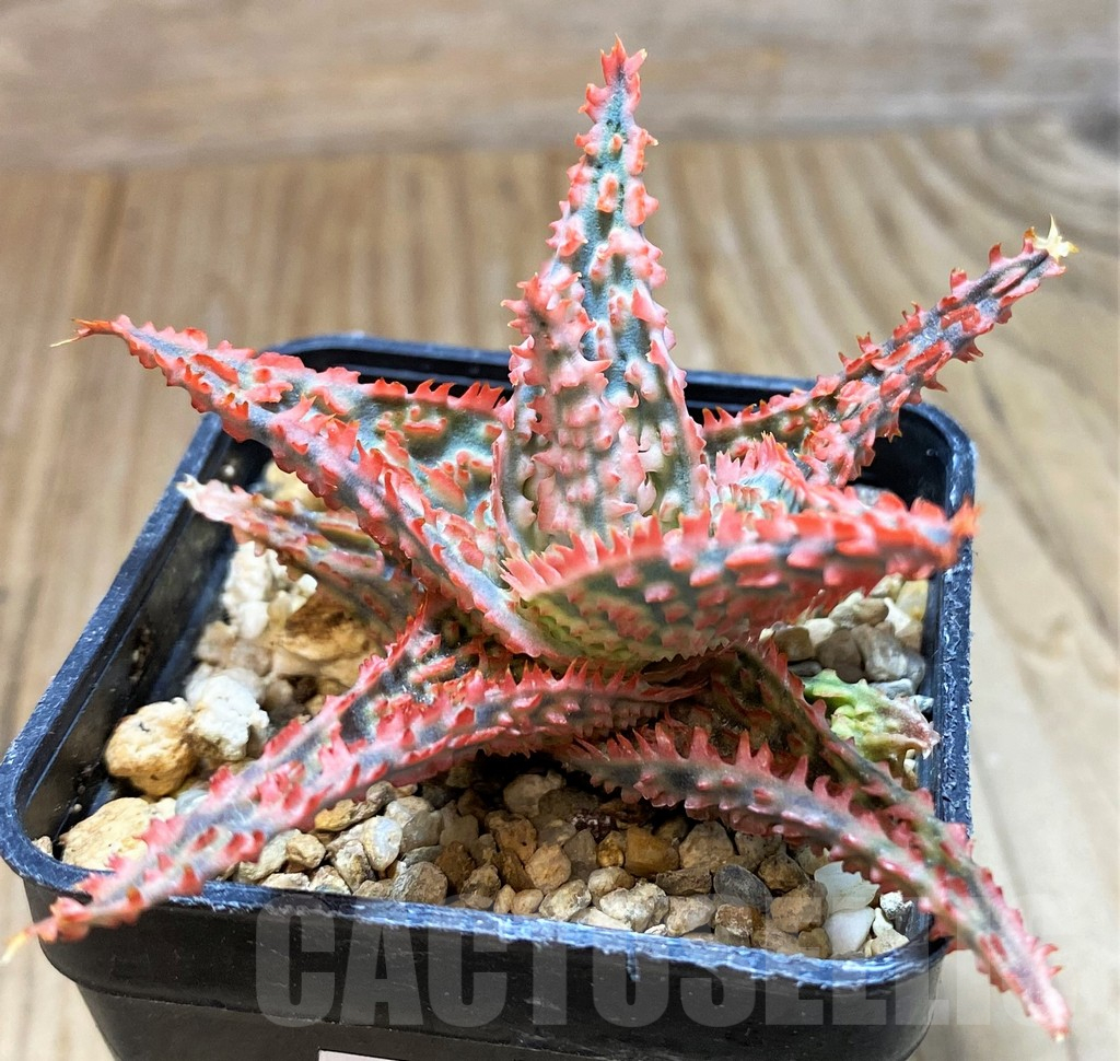 SH10976 Aloe TCT hybrid - Image 2