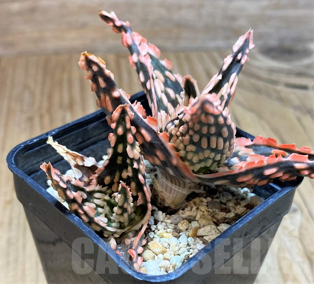 SH10977 Aloe TCT hybrid - Image 2