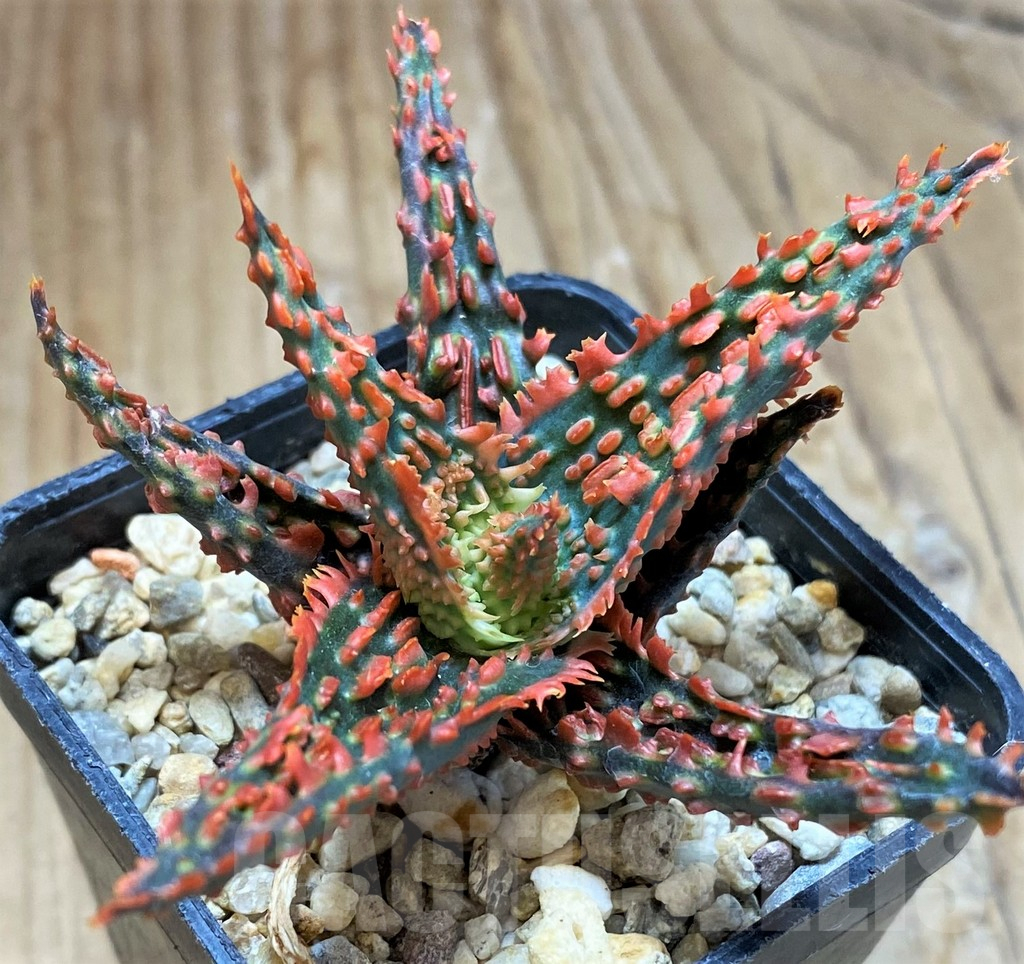 SH10979 Aloe TCT hybrid - Image 2
