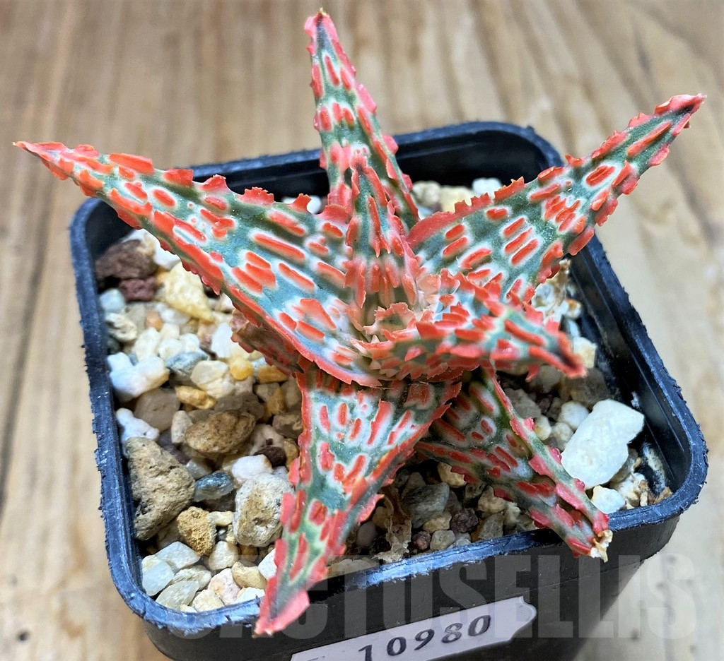 SH10980 Aloe TCT hybrid - Image 2