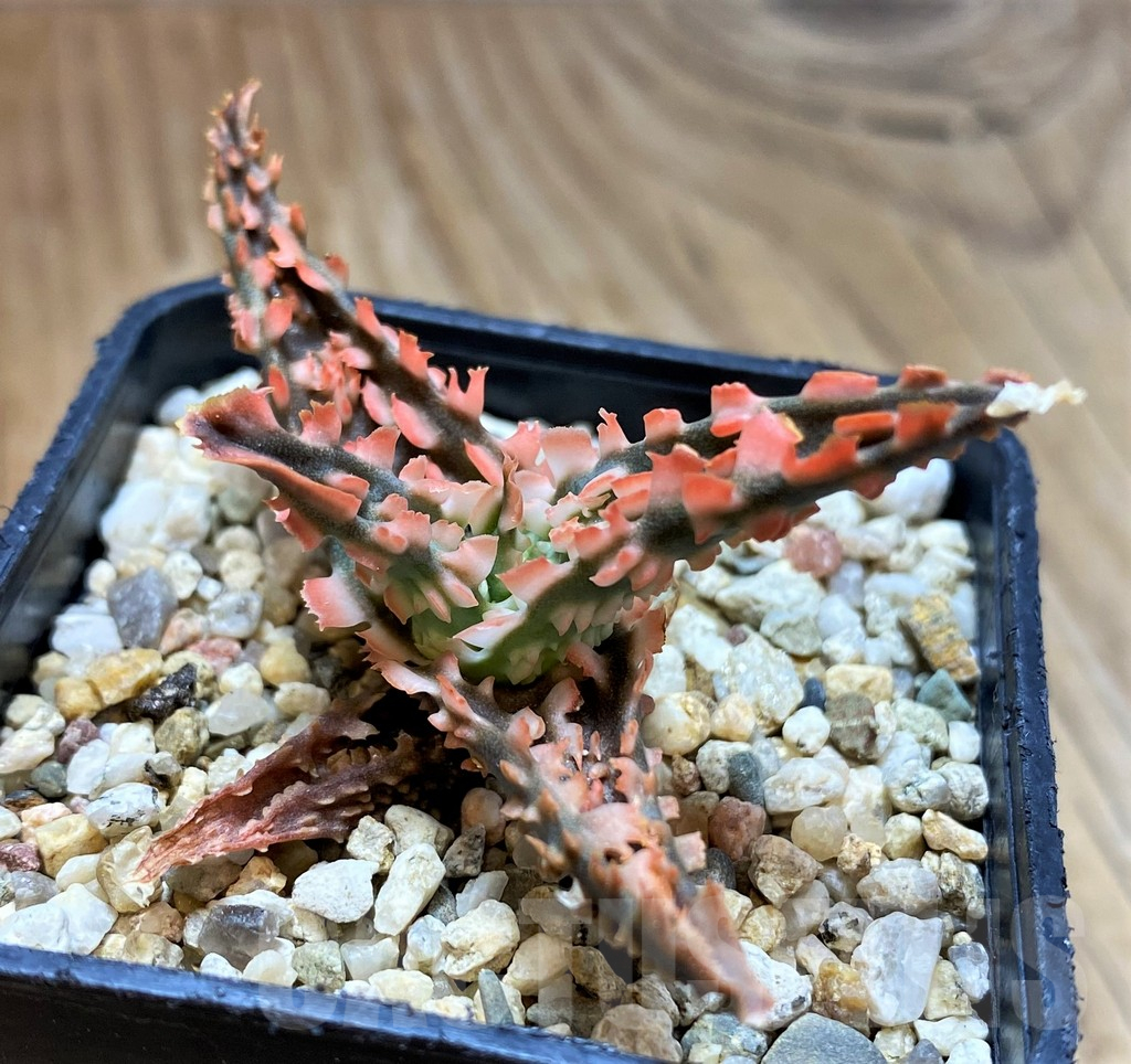 SH10981 Aloe TCT hybrid - Image 2