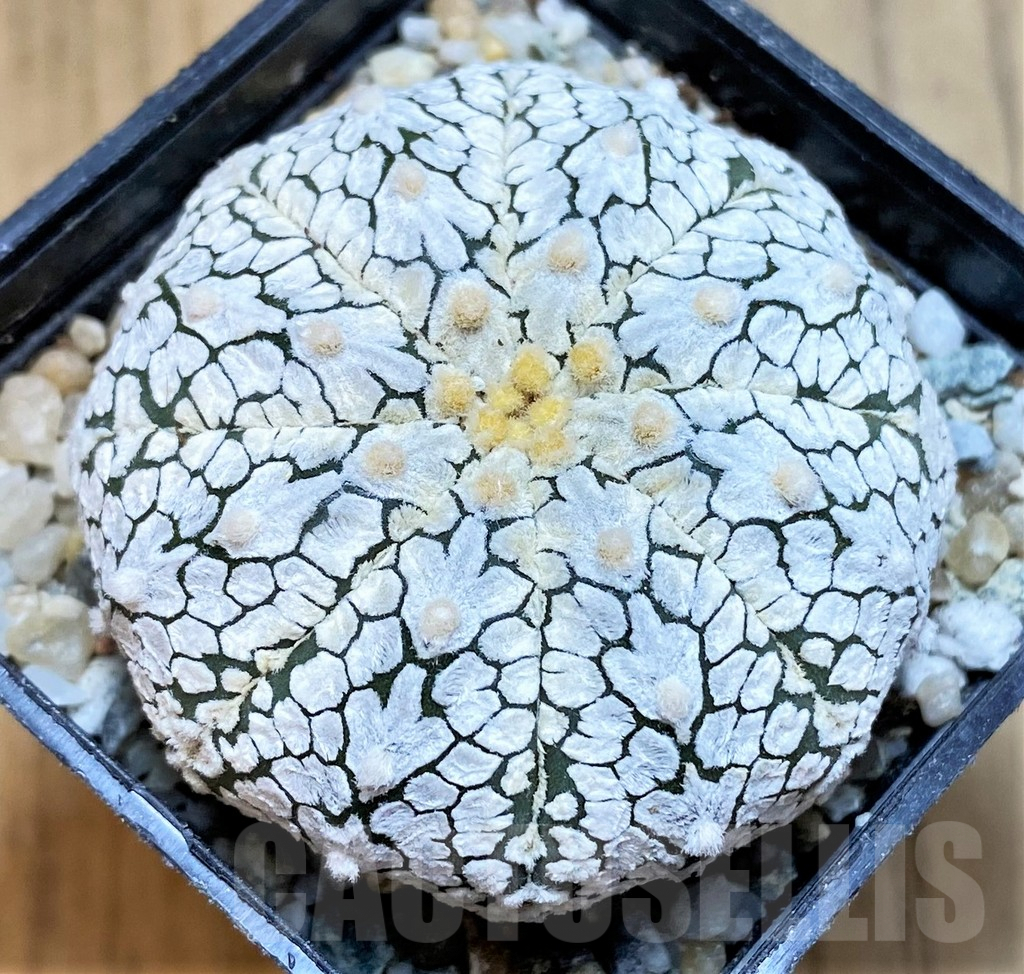 SH9747 Astrophytum asterias 'Super Kabuto Snow'