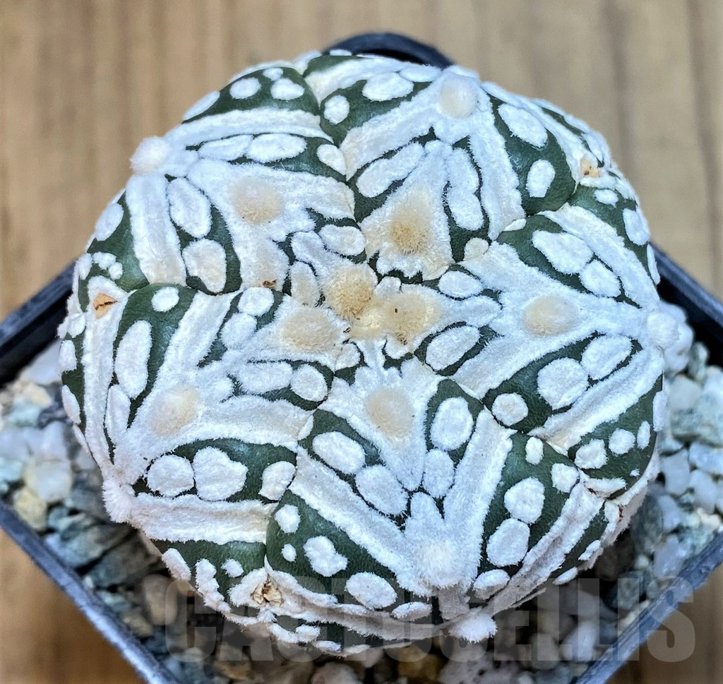 SH9752 Astrophytum asterias ‘Super Kabuto’ V-Type, 5-ribs