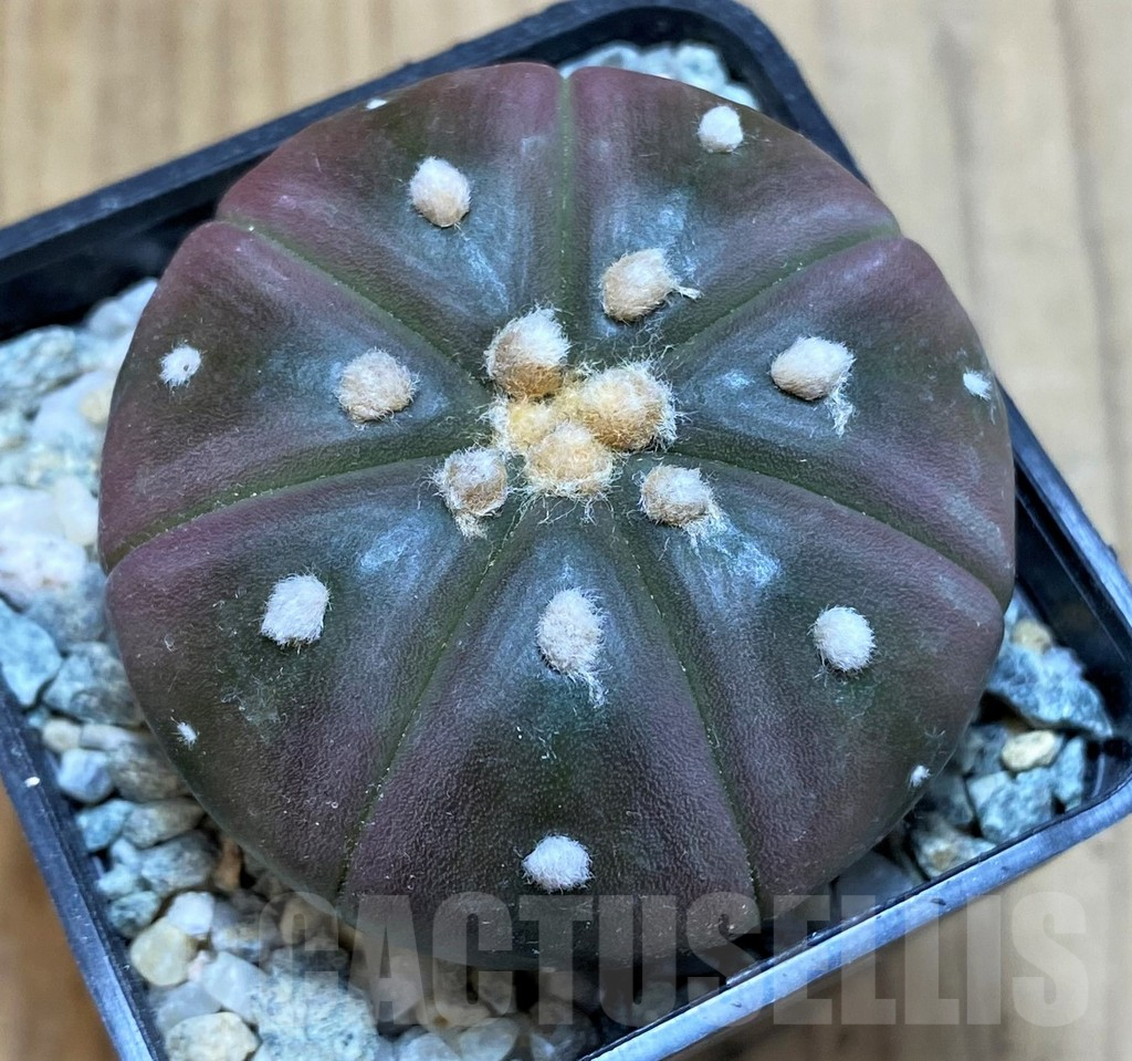SH9754 Astrophytum asterias 'Purple Skin'