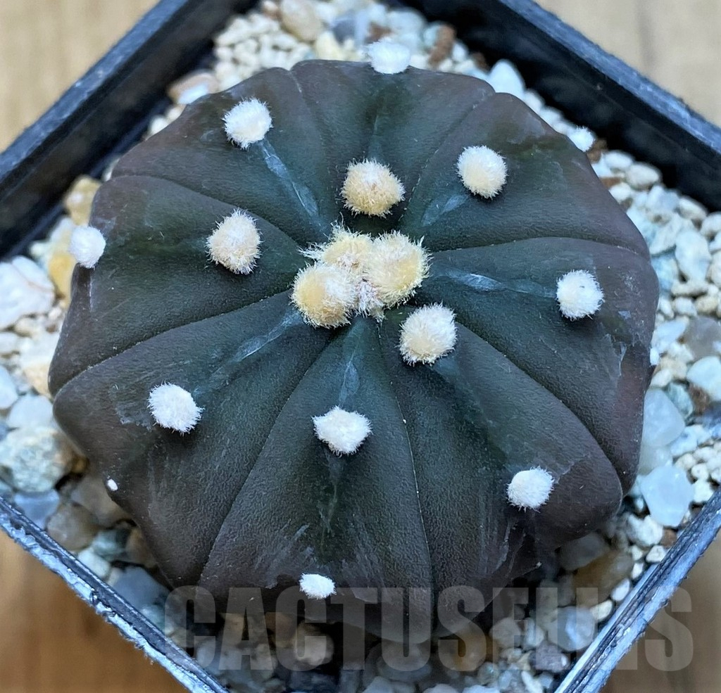 SH9758 Astrophytum asterias 'Purple Skin'