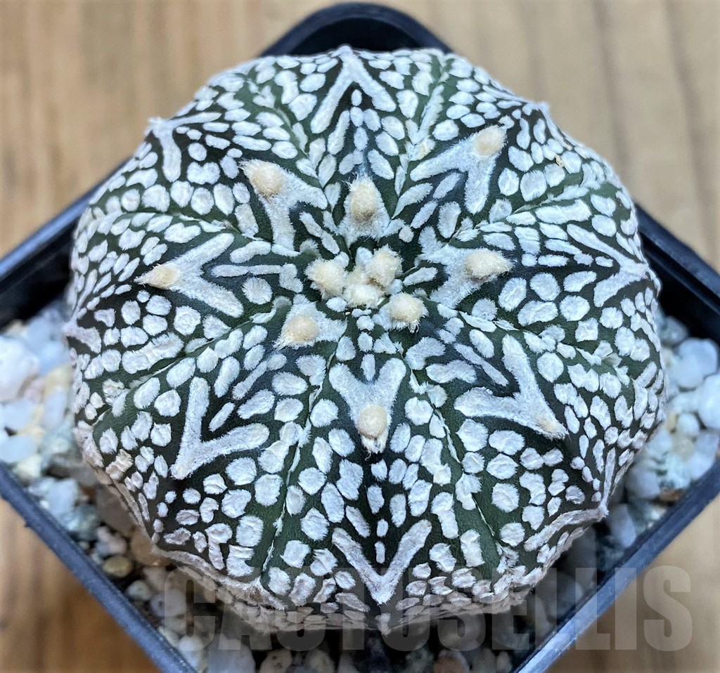 SH9764 Astrophytum asterias ‘Super Kabuto’ V-Type