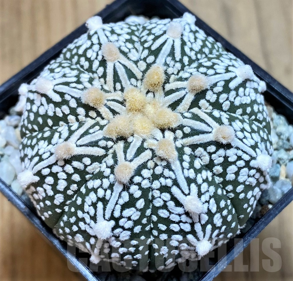SH9765 Astrophytum asterias ‘Super Kabuto’ V-Type