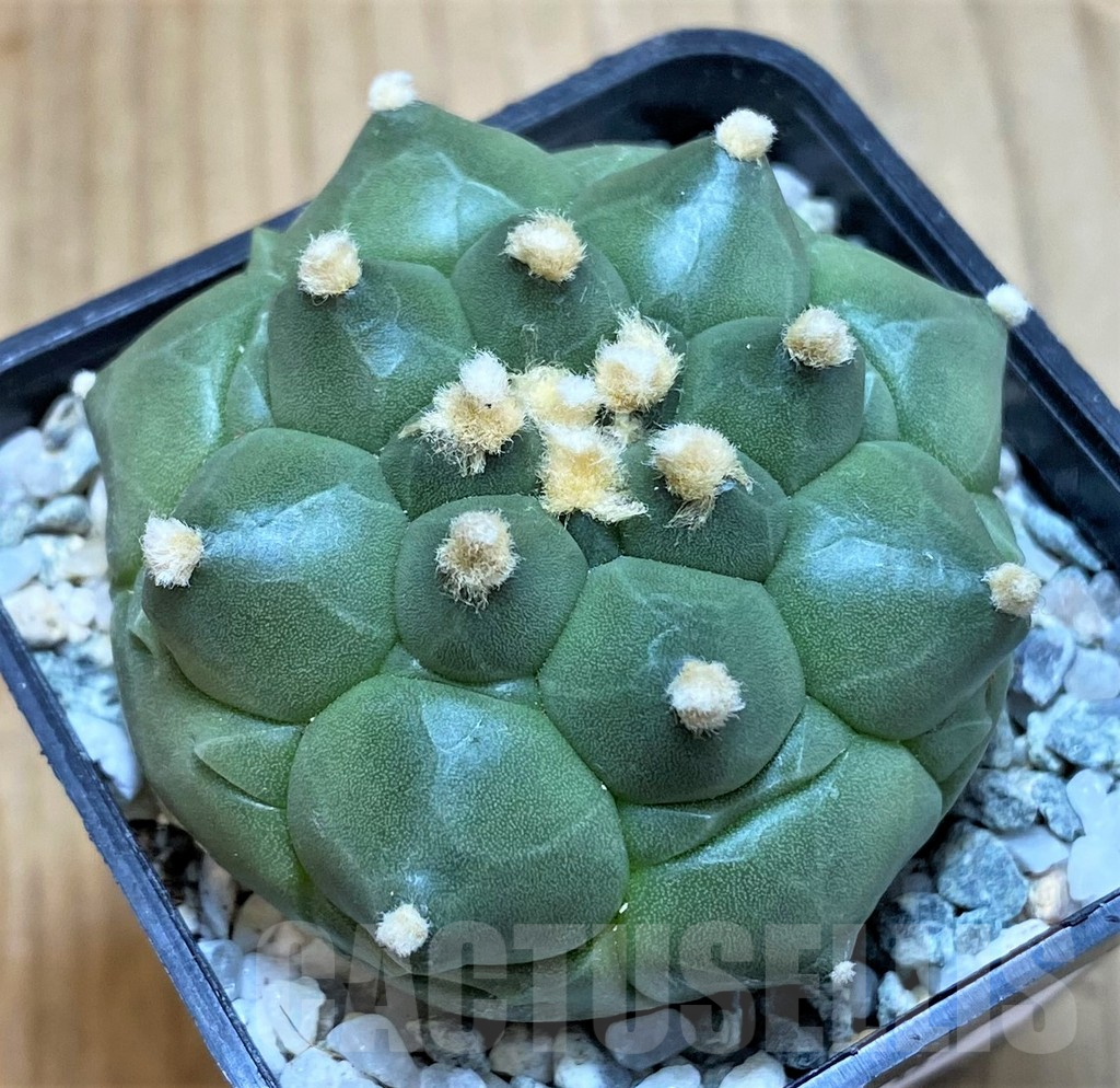 SH9769 Astrophytum asterias ‘Kikko’