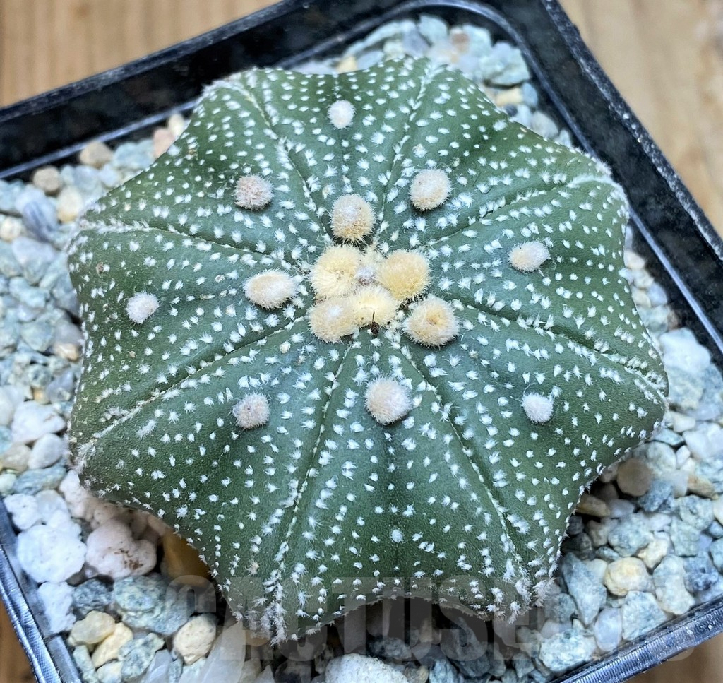 SH9770 Astrophytum asterias ‘Star Shape’