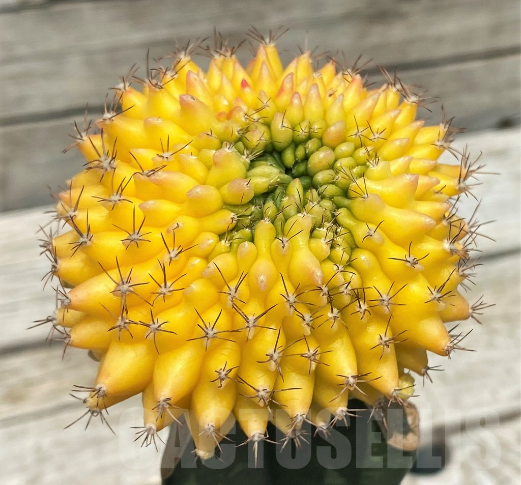 SH9772 Gymnocalycium mihanovichii ‘inermis’ f. variegata, grafted