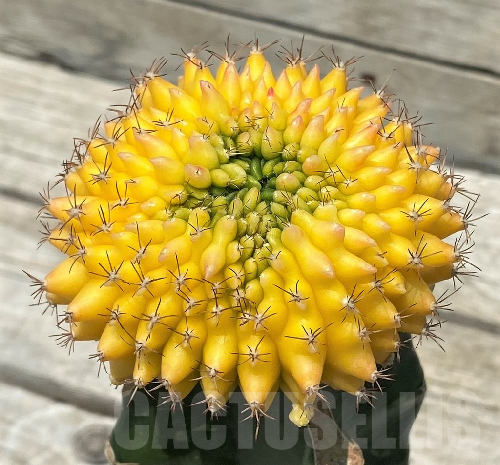 SH9772 Gymnocalycium mihanovichii ‘inermis’ f. variegata, grafted - Image 2