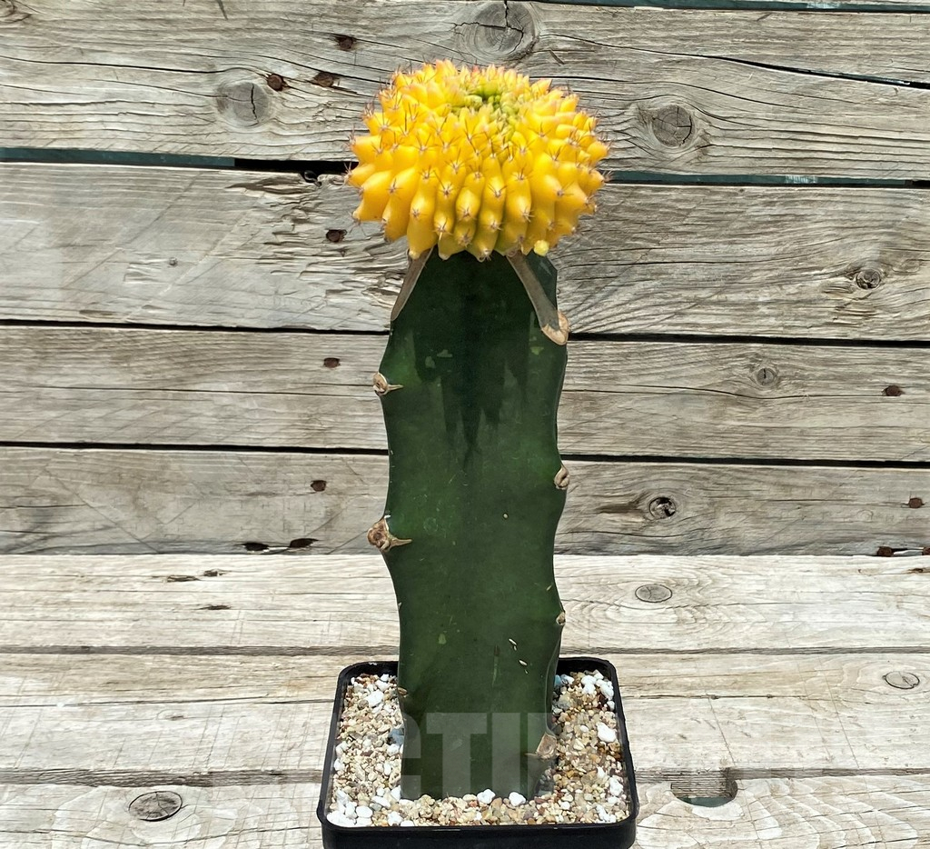 SH9772 Gymnocalycium mihanovichii ‘inermis’ f. variegata, grafted - Image 3
